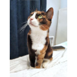 Ищет дом Мася, кошка, которая умеет делать обычные дни теплее