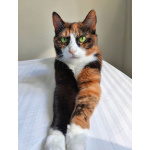 Ищет дом Мася, кошка, которая умеет делать обычные дни теплее