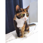 Ищет дом Мася, кошка, которая умеет делать обычные дни теплее