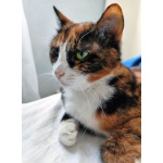 Ищет дом Мася, кошка, которая умеет делать обычные дни теплее