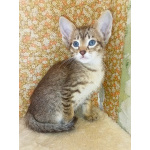 Ориентальные котята шоколадный пятнистый