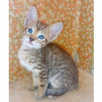 Ориентальные котята шоколадный пятнистый