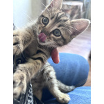 Котенок