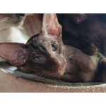 Ориентальные котята