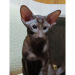 Ориентальные котята
