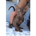 Ориентальные котята