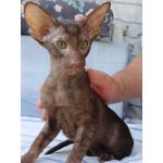 Ориентальные котята