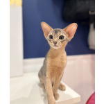 Абиссинский котенок