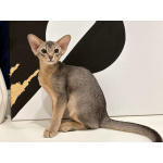 Абиссинский котенок
