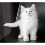 Сибирские котята