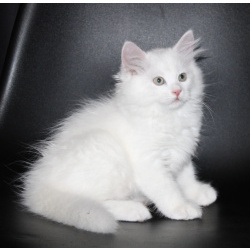 Сибирские котята
