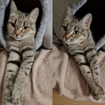 Ищет дом молодая кошечка Нюша.