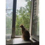 Котик-мурлыка ищет дом