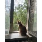 Котик-мурлыка ищет дом