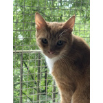 Котик-мурлыка ищет дом