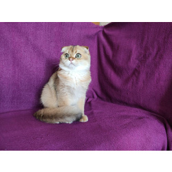 Шотландский вислоухий золотой котик Хамер