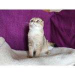 Шотландский вислоухий золотой котик Хантер