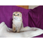 Шотландский вислоухий золотой котик Хантер