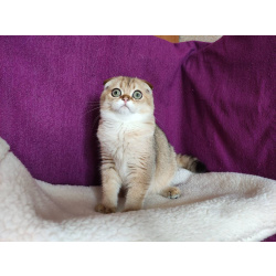 Шотландский вислоухий золотой котик Хантер