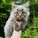 чистокровные котята Мейн кун