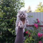 чистокровные котята Мейн кун