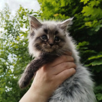 чистокровные котята Мейн кун