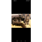 чистокровные котята Мейн кун
