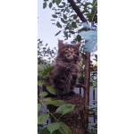 чистокровные котята Мейн кун