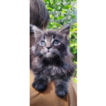 чистокровные котята Мейн кун