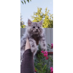 чистокровные котята Мейн кун