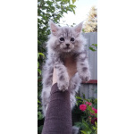 чистокровные котята Мейн кун