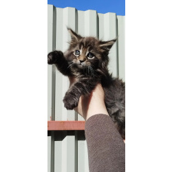 чистокровные котята Мейн кун