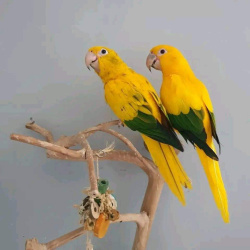 Золотая аратинга (Aratinga guarouba) ручные птенцы из питомника