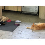 Карамельный котенок ищет дом