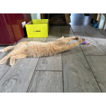 Карамельный котенок ищет дом