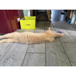 Карамельный котенок ищет дом