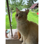 Карамельный котенок ищет дом