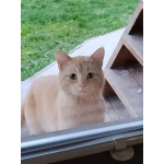 Карамельный котенок ищет дом