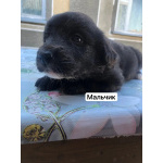 Щенки лабрадора