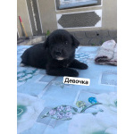 Щенки лабрадора
