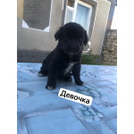 Щенки лабрадора