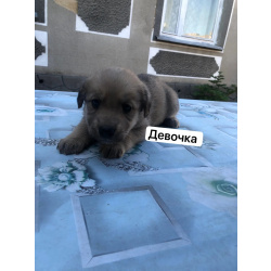 Щенки лабрадора