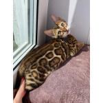 Бенгальские котята с документами