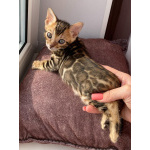 Бенгальские котята с документами