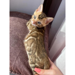 Бенгальские котята с документами