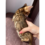 Бенгальские котята с документами