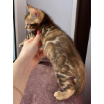 Бенгальские котята с документами