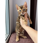 Бенгальские котята с документами