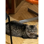 Кошка Лея ищет дом