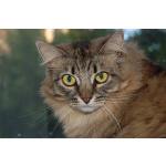 Кошка Лея ищет дом